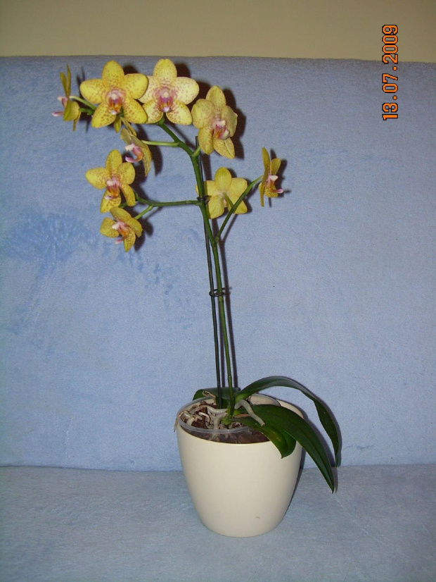 phalenopsis