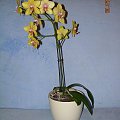 phalenopsis