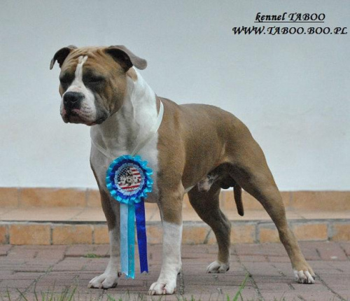 #AmericanStaffordshireTerrier #amstaff #pies #wystawa