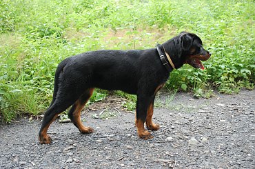 ricca #RiccaRottagoRottweiler