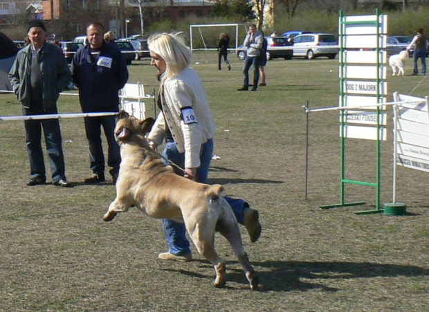 boerboel Shek Xanti Land wystawa Grudziądz 2012