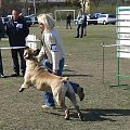 boerboel Shek Xanti Land wystawa Grudziądz 2012