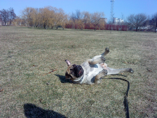 boerboel Shek Xanti Land Szejk #BoerboelShekXantiLandSzejkPolska