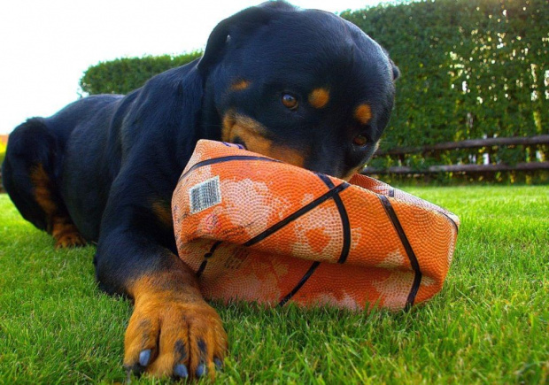 #Rottweiler #piłka #molosy #pies