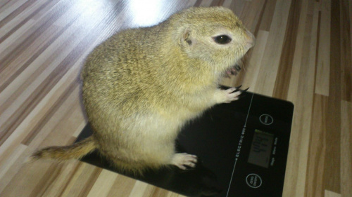 Bobek sie wazy18.07.12