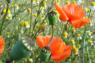 #Świnoujście #Międzyzdroje #WyspaRugia #Jasmund #morze #Pomorze #Polska #Niemcy