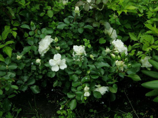 White Rose #róże