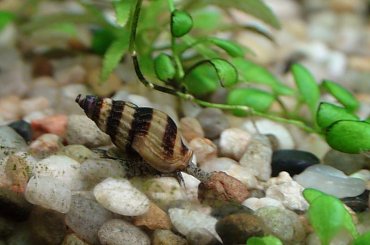 moje akwa... #akwarium #krewetki #helena