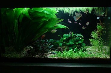 moje akwa... #akwarium #krewetki #helena