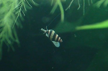 moje akwa... #akwarium #krewetki #helena