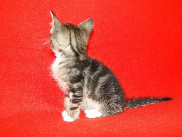 Koty do adopcji #adopcja #adopcje #Gliwice #kocięta #kot #kotki #koty #pomoc #przygarnę #schronisko #zaadoptuję #zwierzęta