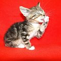 Koty do adopcji #adopcja #adopcje #Gliwice #kocięta #kot #kotki #koty #pomoc #przygarnę #schronisko #zaadoptuję #zwierzęta