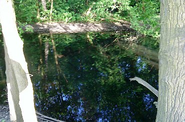 Zdjęcia zrobione telefonem #krajobrazy #koty #ZachódSłońca #kwiaty