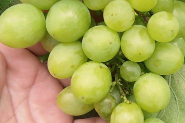 Pierwozwannyj #grona #winorośl