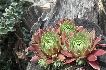 kapustki ozdobne #drewno #kapustki #KwiatyKwiatki #roze #roże #róze #róże