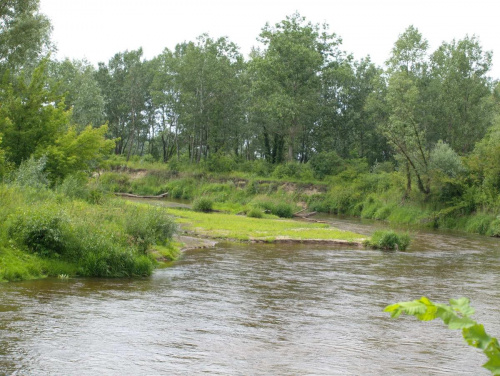 Rezerwat rzeki świder #tapeta #rzeka #świder #warszawski #klimat #przyroda #koryto