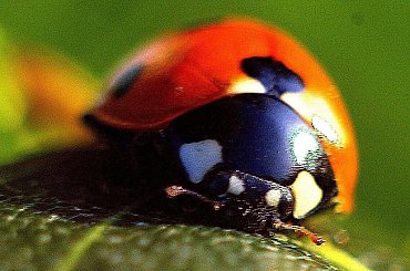 #biedronka #coccinellidae #chrząszcz #makro