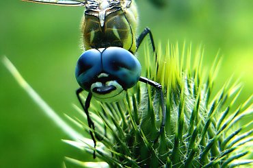 klaun?? ;D #ważka #owad #makro