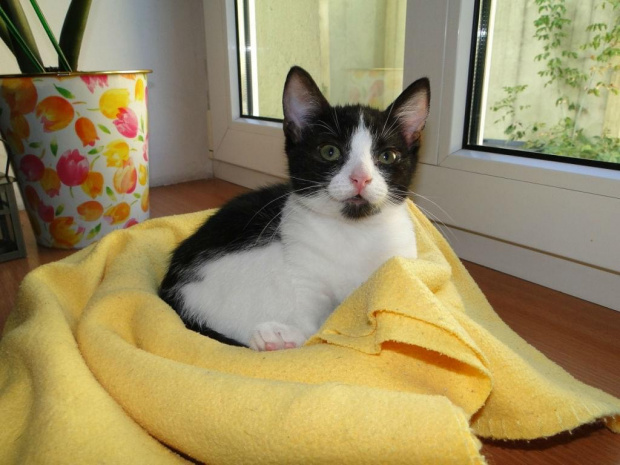 Koty do adopcji #kot #koty #kotka #przygarnę #adoptuję #Gliwice #schronisko