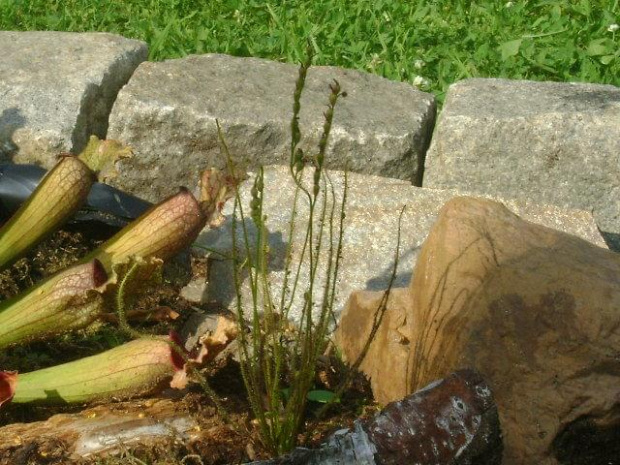 Drosera Filiformis