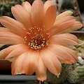 Chamaecereus hybrid "Viola Beauty"