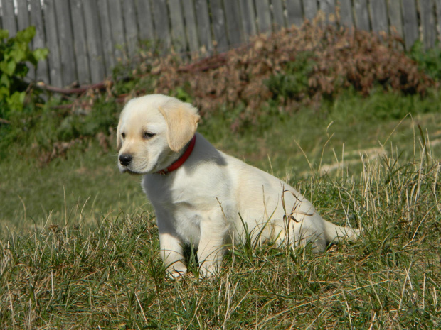 Labrador - Luna