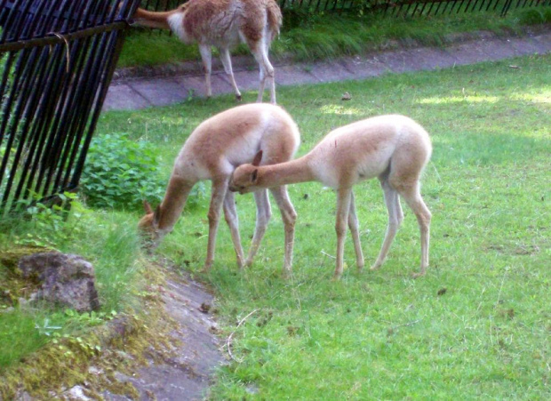 Wikunie #warszawa #zoo #zwierzęta