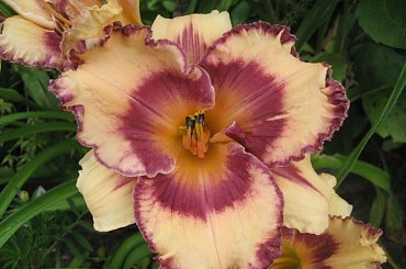 Liliowiec Marietta Princess #liliowiec