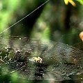 Na trampolinie :) #pająki #sieć #owady