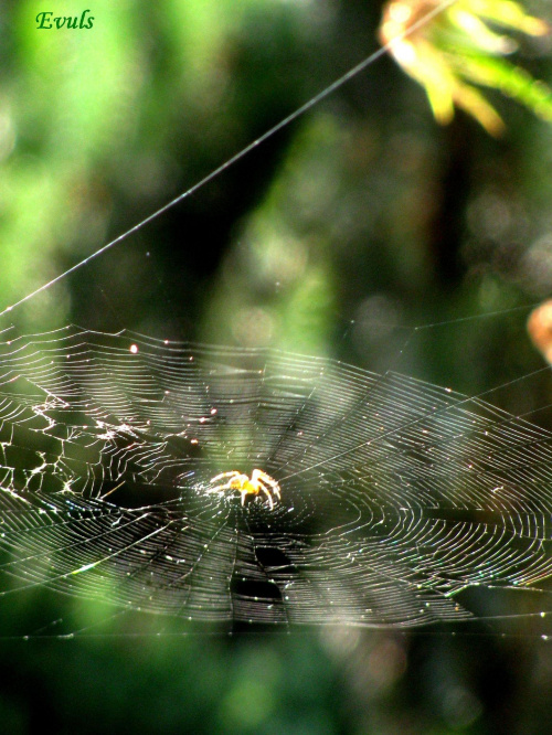 Na trampolinie :) #pająki #sieć #owady