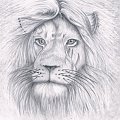 Lion #ołówek #Rysunek
