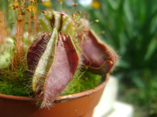 Cephalotus follicularis