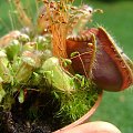 Cephalotus follicularis