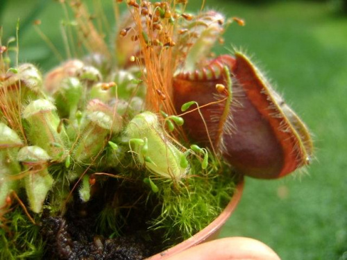 Cephalotus follicularis