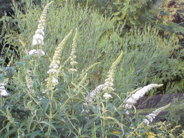 Buddleia davidii 'White Profusion' (Budleja)