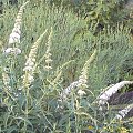 Buddleia davidii 'White Profusion' (Budleja)