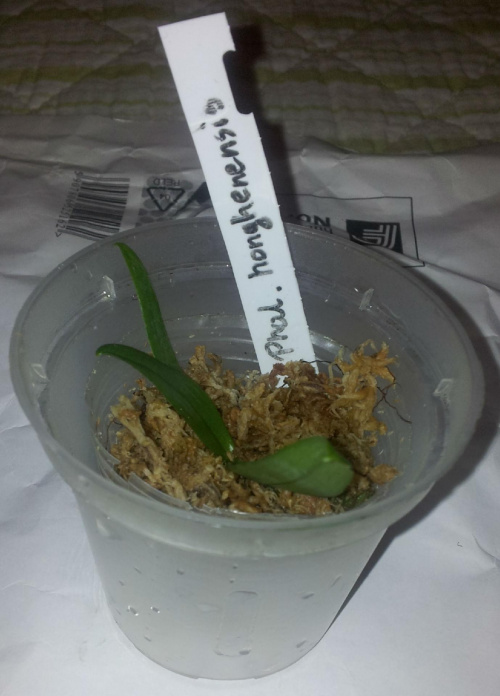 Phalaenopsis honghenensis
