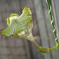 Ceropegia sandersonii