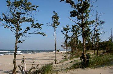 Są takie miejsca, gdzie czas się zatrzymał... #Wyspa #GórkiWschodnie #NadMorzem #NaPlaży #widok #sosny