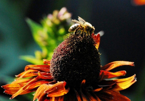 Pszczoła i rubekia #natura #przyroda #kwiaty #owady #makro #ogródek