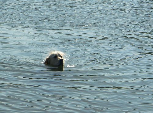 Roki i woda #golden #pies #psy #zwierzęta