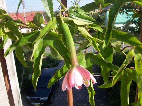 Passiflora molissima