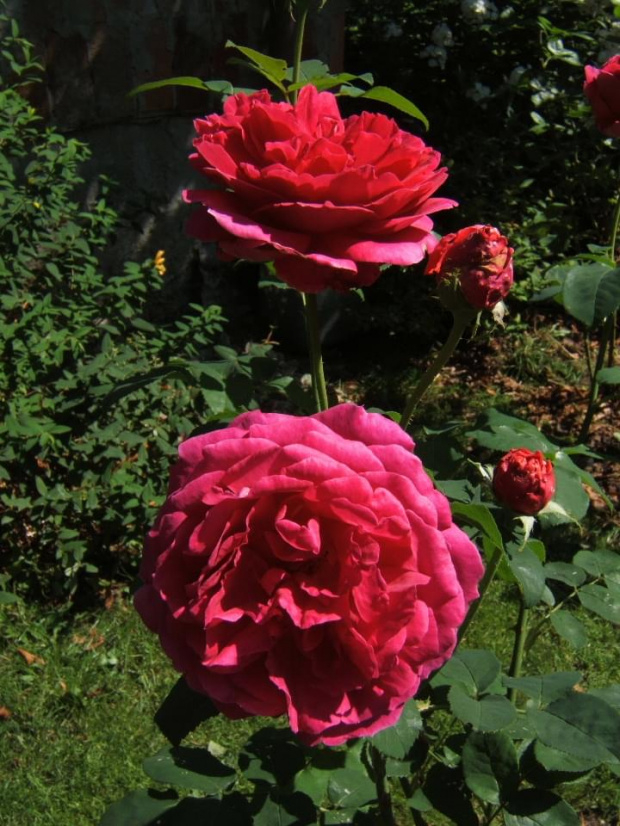 #ogród #rosa #RóżaAngielska #róże