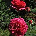 #ogród #rosa #RóżaAngielska #róże