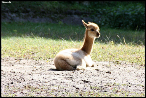 Zoo ciąg dalszy