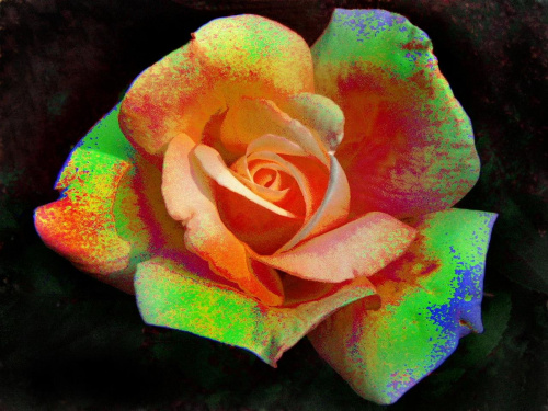 #ogród #róże #rosa