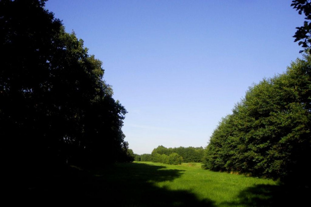 w cieniu drzew.. #widok #las #łąka
