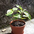 Passiflora flavicarpa