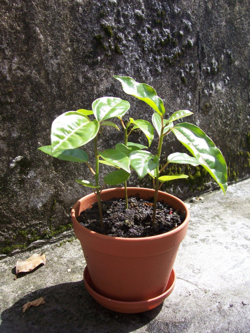 Passiflora flavicarpa