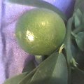 owoc Limonelli z bliska #cytrusy #Limonella